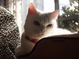 癒し猫。 癒し猫。