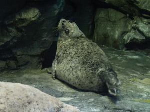 ゴマフアザラシ君。 ゴマフアザラシ君。
