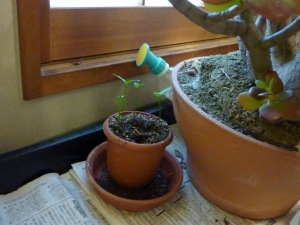 金柑の芽。 金柑の芽。